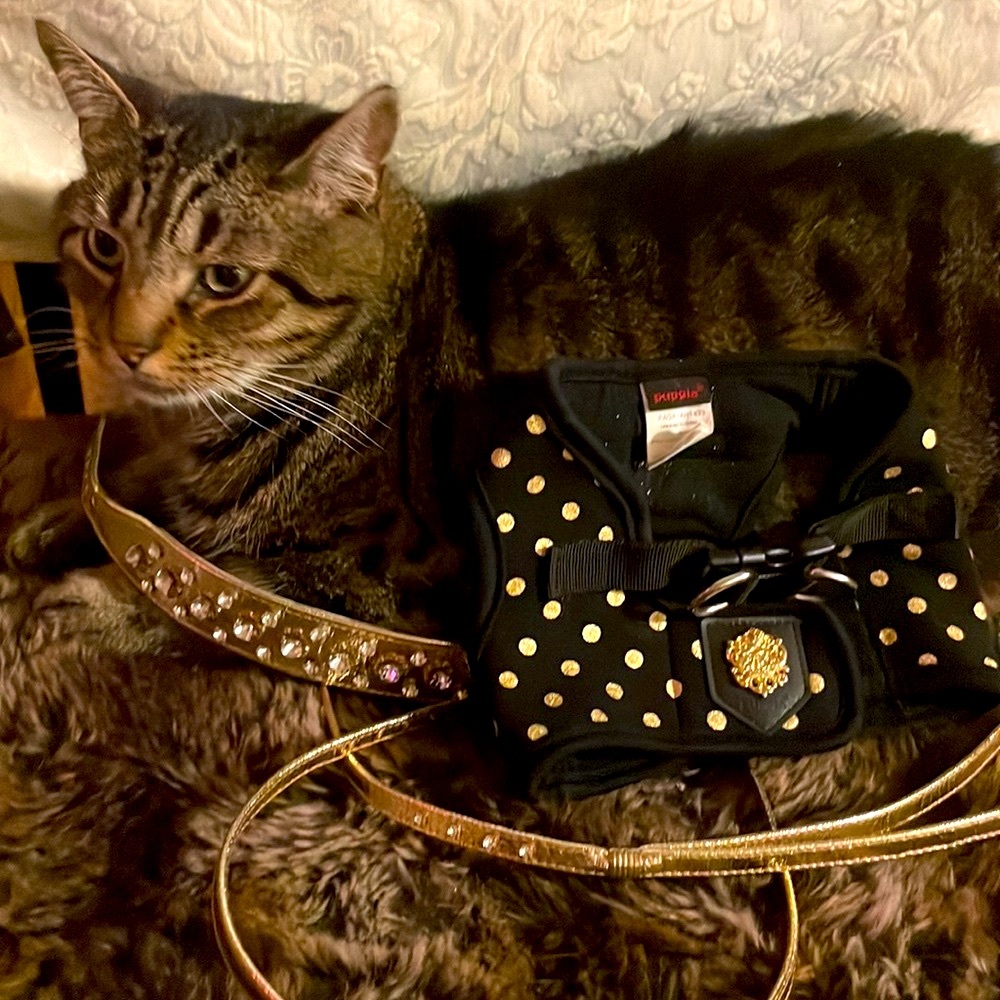Puppia Gold Sparkle leash collar harness set. Furrylicious! Excellent condition.